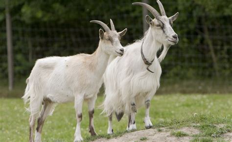 Chemical in male goat odor drives the lady goats wild | Science News