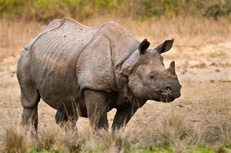 Pam on Twitter | Javan rhinoceros, Rare animals, Rhino species