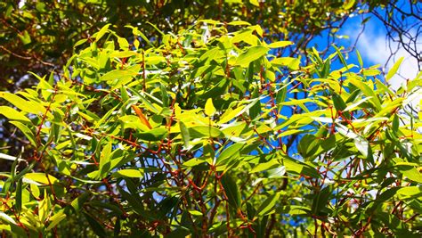 Metrosideros tremuloides | by bigisl_metrosideros The foliage is quite ...