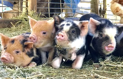 American KuneKune Pig Society - Home | Teacup pigs, Pet pigs, Cute piglets