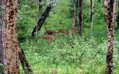 Sathyamangalam Wildlife Sanctuary - Alchetron, the free social encyclopedia