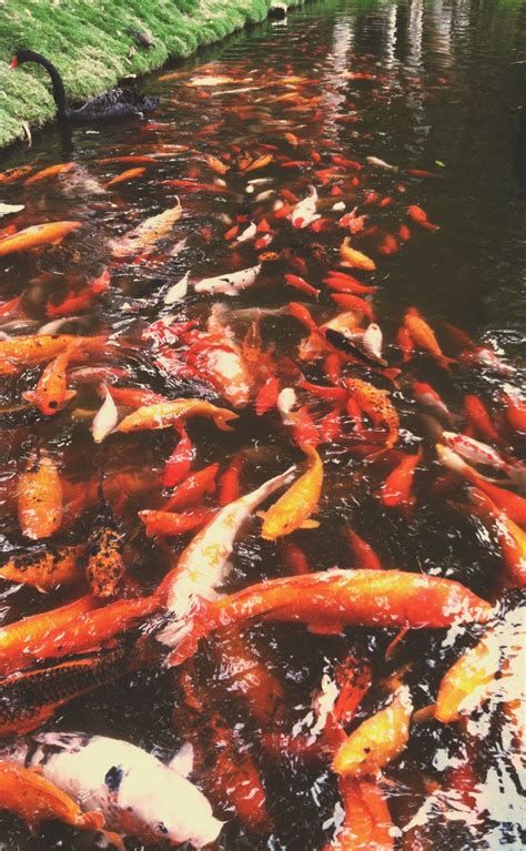 Koi ponds [That black and white one in the bottom left corner looks like a piglet.] | Koi pond ...