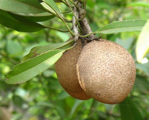 25 Manilkara Zapota Seeds Achras Sapota Seeds Chico Sapote | Etsy ...