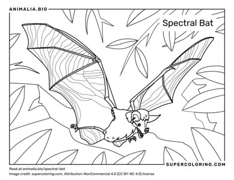 Spectral Bat - Facts, Diet, Habitat & Pictures on Animalia.bio