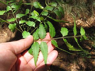 starr-120702-7876-Azadirachta_indica-leaves-USDA_Plant_Mat… | Flickr