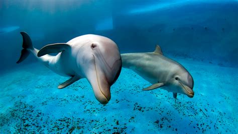 How Long Can A Bottlenose Dolphin Hold Its Breath? - sharksinfo.com