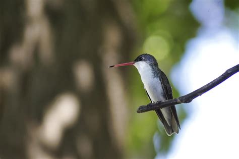 19 Types of Hummingbirds in Texas (with Pictures)