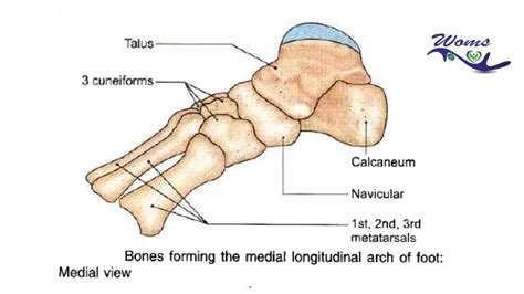 Arches of foot : Introduction,Types,Function and Clinical correlation