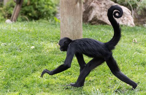 I've Got a Cool Curly Tail :-) | Spider monkey with long arm… | Flickr