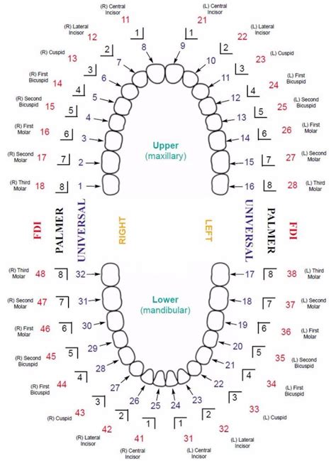 Printable Tooth Color Chart - Printable Templates