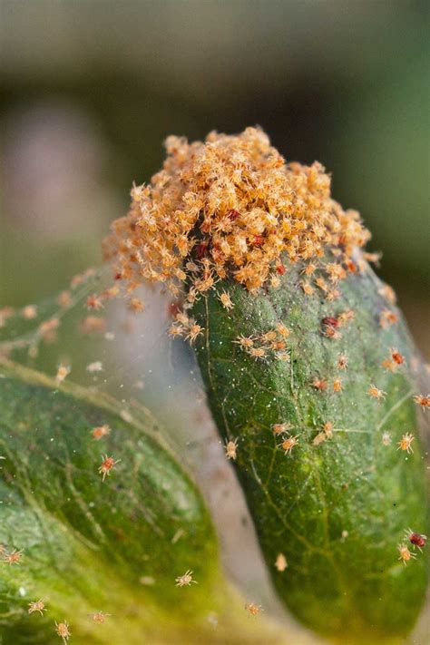 How to Detect and Control Spider Mites | Gardener’s Path