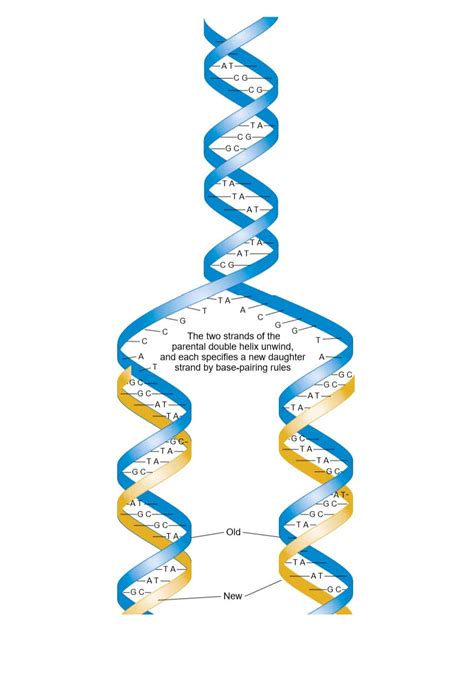 Dna Replication Drawn And Labeled