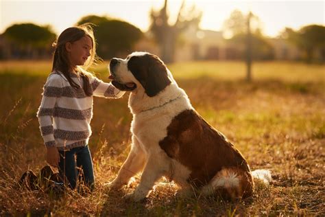 Top Saint Bernard Names: Pick the Perfect Moniker!