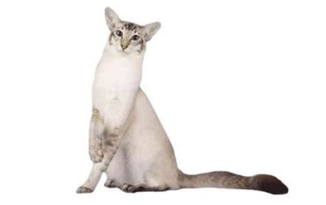 Javanese vs European Burmese - Breed Comparison | Petzlover