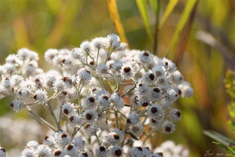 NATURE UP CLOSE - First Frost Photography