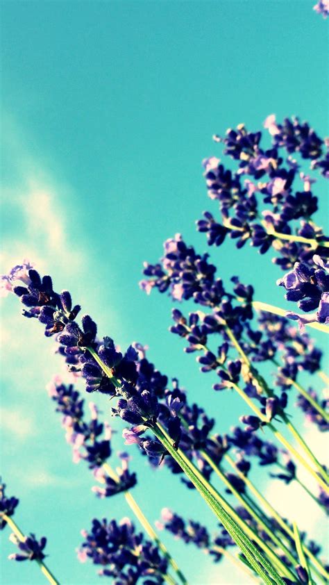 Terbaru 13+ Gambar Bunga Lavender Biru - Gambar Bunga Indah