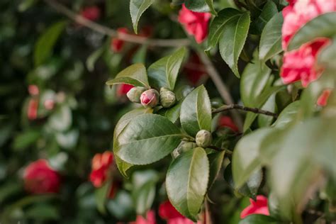 Camellia Shrubs: Care and Growing Guide