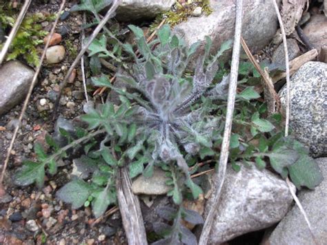 Asteraceae-species | To me unknown genus, though I guess the… | Flickr