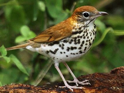 Swainson's Thrush, Identification, All About Birds - Cornell Lab of ...