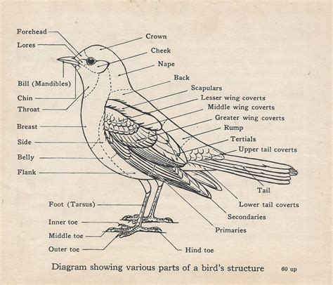 Bird – Structure, and Function Study Guide - Inspirit