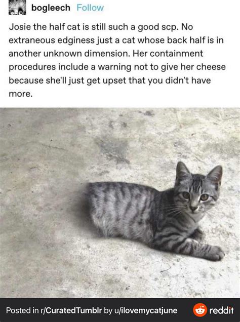 i would kill and die for josie the half cat : r/SCP