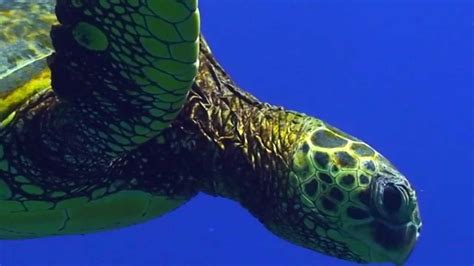 Sea Turtle Migration Video | Turtle science, Ocean science, Ocean habitat