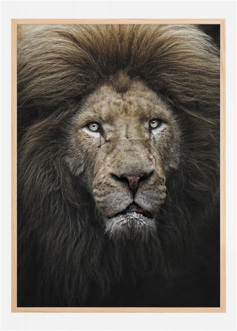 Buy The Lion Stare Poster here - BGAFRAMES.EU