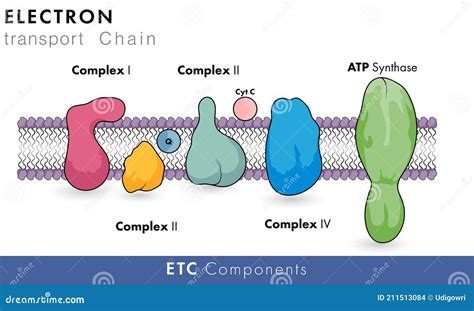 Components of Electron Transport Chain of Mitochondria Having Role in ...