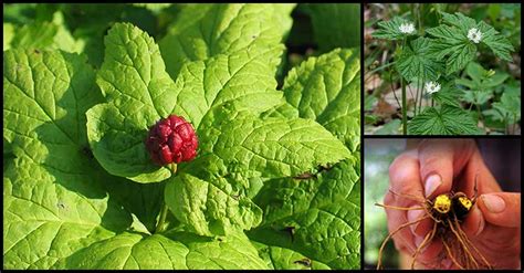 Goldenseal May Help Boost Overall Health - Dr. Farrah MD