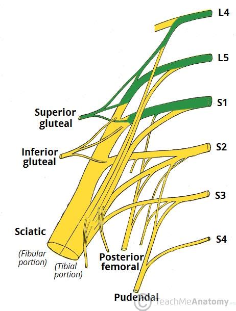 The Sacral Plexus - Spinal Nerves - Branches - TeachMeAnatomy