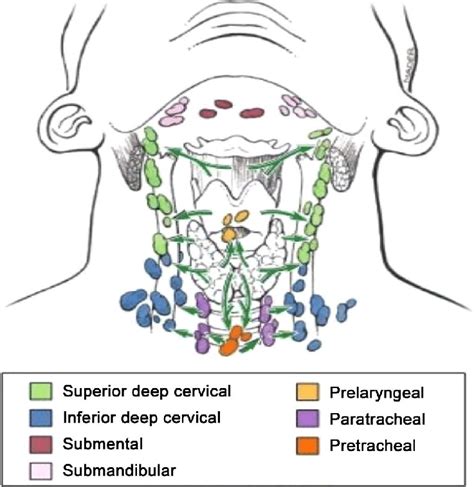 Symptoms Of Thyroid Problems, Thyroid Symptoms, Thyroid Gland, Thyroid Disease, Thyroid Surgery ...