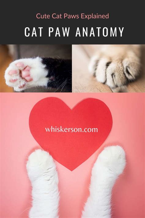 Cat Paw Anatomy [Explained] - Cat Blog For Cat Parents