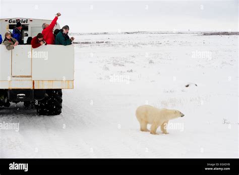 Polar bears near Tundra Buggy tourist vehicle along the coast of Hudson Bay Churchill Manitoba ...