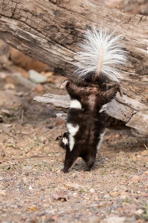 Spotted Skunks can do Handstands | Nature and Wildlife | Discovery