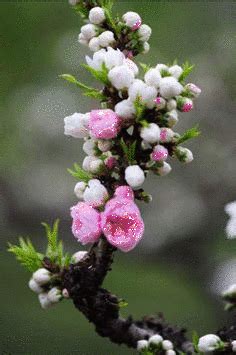 Pin by taylorsprinkle.com on Flowers in 2020 | Beautiful flowers, Flowers nature, Love flowers