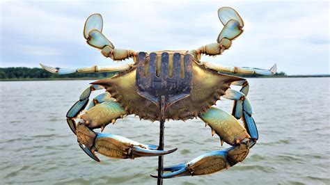 Crabbing for WORLD FAMOUS Chesapeake Bay Blue Crabs - YouTube