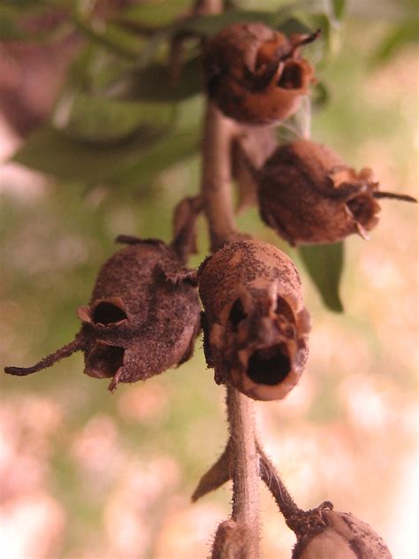 Snapdragons macabre skulls are terrifying - Strange Sounds