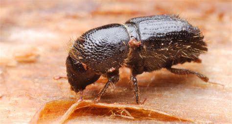 Pine Beetle | Coniferous Forest