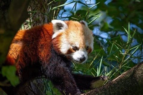 The Red Panda: Behavior and Habitat - My Animals