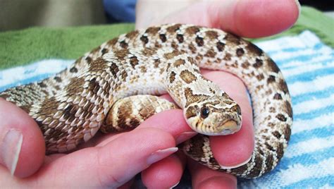 Hognose Snake Care Sheet | DubiaRoaches.com – Dubia.com