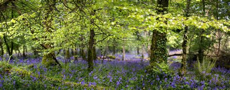 Lough Key Forest Park - Bryan Hanna Irish Landscape Photography