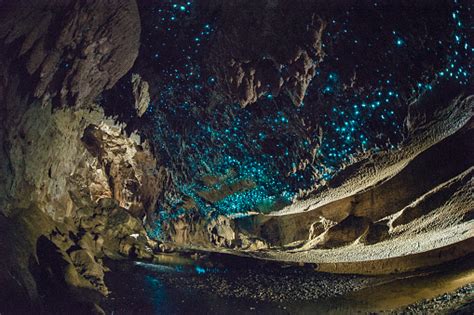 Glow Worms Shine Brightly In Waipu Caves New Zealand Stock Photo - Download Image Now - iStock