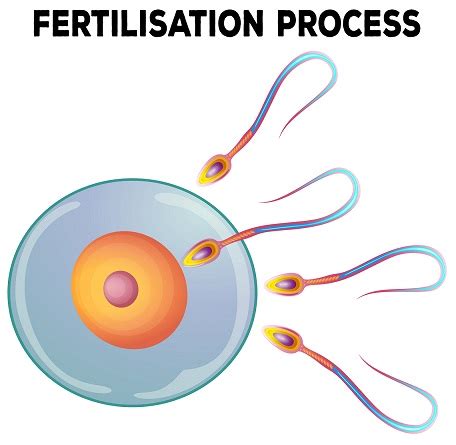 Understanding the Process of Fertilisation - Apollo Cradle