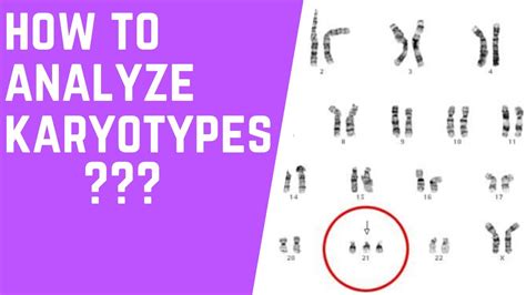 How To Interpret A Karyotype Worksheet