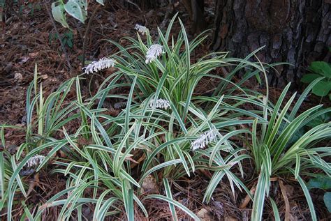 Ophiopogon jaburan 'Vittatus' – Nurseries Caroliniana