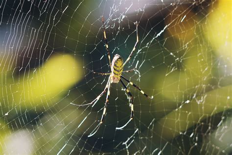 Please Stop Freaking Out About This Giant Yellow Spider | WIRED