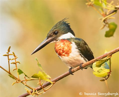 8171 Male Amazon Kingfisher (Chloroceryle amazona), Pantanal, Brazil - Dennis Skogsbergh ...