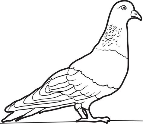 Free Printable Pigeon Coloring Pages For Kids