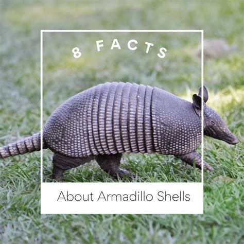 8 Facts You May Not Know About The Armadillo Shell