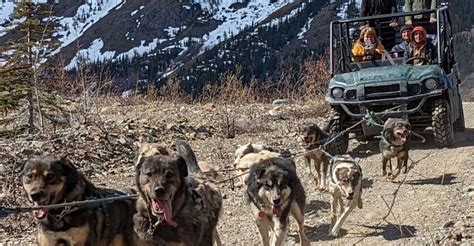 From Skagway: Yukon Sled Dog Mushing & White Pass Combo | GetYourGuide